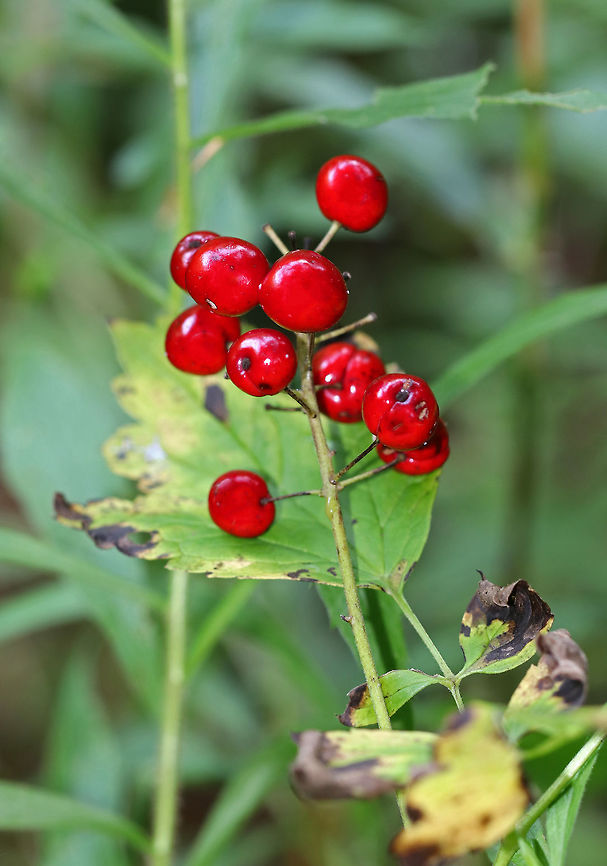 Red Baneberry - Actaea rubra Bushy plant with clusters of red berries.  There was some white stuff growing on the bottom of the stem, which I'm trying to get identified.<br />
<br />
Habitat: Growing on the edge of a swamp.<br />
<figure class="photo"><a href="https://www.jungledragon.com/image/68863/red_baneberry_-_actaea_rubra.html" title="Red Baneberry - Actaea rubra"><img src="https://s3.amazonaws.com/media.jungledragon.com/images/3232/68863_thumb.jpg?AWSAccessKeyId=05GMT0V3GWVNE7GGM1R2&Expires=1769040010&Signature=fwrMU71kZ0izyiMXkQyBlNR11NQ%3D" width="126" height="152" alt="Red Baneberry - Actaea rubra Bushy plant with clusters of red berries. There was some white stuff growing on the bottom of the stem, which I'm trying to get identified.<br />
<br />
Habitat: Growing on the edge of a swamp.<br />
https://www.jungledragon.com/image/68862/red_baneberry_-_actaea_rubra.html<br />
https://www.jungledragon.com/image/68861/red_baneberry_-_actaea_rubra.html Actaea rubra,Geotagged,Red Baneberry,Summer,United States" /></a></figure><br />
<figure class="photo"><a href="https://www.jungledragon.com/image/68862/red_baneberry_-_actaea_rubra.html" title="Red Baneberry - Actaea rubra"><img src="https://s3.amazonaws.com/media.jungledragon.com/images/3232/68862_thumb.jpg?AWSAccessKeyId=05GMT0V3GWVNE7GGM1R2&Expires=1769040010&Signature=U1vtpPGhkkgzOrjQaGZgr0LgLDA%3D" width="102" height="152" alt="Red Baneberry - Actaea rubra Bushy plant with clusters of red berries. There was some white stuff growing on the bottom of the stem, which I'm trying to get identified.<br />
<br />
Habitat: Growing on the edge of a swamp.<br />
https://www.jungledragon.com/image/68863/red_baneberry_-_actaea_rubra.html<br />
https://www.jungledragon.com/image/68861/red_baneberry_-_actaea_rubra.html Actaea rubra,Geotagged,Red Baneberry,Summer,United States" /></a></figure> Actaea,Actaea rubra,Geotagged,Red Baneberry,Summer,United States,baneberry,red