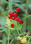 Red Baneberry - Actaea rubra Bushy plant with clusters of red berries.  There was some white stuff growing on the bottom of the stem, which I'm trying to get identified.<br />
<br />
Habitat: Growing on the edge of a swamp.<br />
https://www.jungledragon.com/image/68863/red_baneberry_-_actaea_rubra.html<br />
https://www.jungledragon.com/image/68862/red_baneberry_-_actaea_rubra.html Actaea,Actaea rubra,Geotagged,Red Baneberry,Summer,United States,baneberry,red