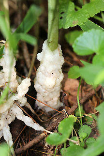 Red Baneberry - Actaea rubra Bushy plant with clusters of red berries. There was some white stuff growing on the bottom of the stem, which I'm trying to get identified.

Habitat: Growing on the edge of a swamp.
https://www.jungledragon.com/image/68863/red_baneberry_-_actaea_rubra.html
https://www.jungledragon.com/image/68861/red_baneberry_-_actaea_rubra.html Actaea rubra,Geotagged,Red Baneberry,Summer,United States