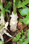 Red Baneberry - Actaea rubra Bushy plant with clusters of red berries. There was some white stuff growing on the bottom of the stem, which I'm trying to get identified.<br />
<br />
Habitat: Growing on the edge of a swamp.<br />
https://www.jungledragon.com/image/68863/red_baneberry_-_actaea_rubra.html<br />
https://www.jungledragon.com/image/68861/red_baneberry_-_actaea_rubra.html Actaea rubra,Geotagged,Red Baneberry,Summer,United States