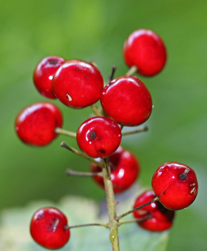 Red Baneberry - Actaea rubra Bushy plant with clusters of red berries. There was some white stuff growing on the bottom of the stem, which I&#039;m trying to get identified.<br />
<br />
Habitat: Growing on the edge of a swamp.<br />
<figure class="photo"><a href="https://www.jungledragon.com/image/68862/red_baneberry_-_actaea_rubra.html" title="Red Baneberry - Actaea rubra"><img src="https://s3.amazonaws.com/media.jungledragon.com/images/3232/68862_thumb.jpg?AWSAccessKeyId=05GMT0V3GWVNE7GGM1R2&Expires=1759968010&Signature=G6uahsj5bQVOzkkXk7BOY2HvMus%3D" width="102" height="152" alt="Red Baneberry - Actaea rubra Bushy plant with clusters of red berries. There was some white stuff growing on the bottom of the stem, which I&#039;m trying to get identified.<br />
<br />
Habitat: Growing on the edge of a swamp.<br />
https://www.jungledragon.com/image/68863/red_baneberry_-_actaea_rubra.html<br />
https://www.jungledragon.com/image/68861/red_baneberry_-_actaea_rubra.html Actaea rubra,Geotagged,Red Baneberry,Summer,United States" /></a></figure><br />
<figure class="photo"><a href="https://www.jungledragon.com/image/68861/red_baneberry_-_actaea_rubra.html" title="Red Baneberry - Actaea rubra"><img src="https://s3.amazonaws.com/media.jungledragon.com/images/3232/68861_thumb.jpg?AWSAccessKeyId=05GMT0V3GWVNE7GGM1R2&Expires=1759968010&Signature=Zv8cuXdLQU5um7zi1%2BWfqABuv8M%3D" width="108" height="152" alt="Red Baneberry - Actaea rubra Bushy plant with clusters of red berries.  There was some white stuff growing on the bottom of the stem, which I&#039;m trying to get identified.<br />
<br />
Habitat: Growing on the edge of a swamp.<br />
https://www.jungledragon.com/image/68863/red_baneberry_-_actaea_rubra.html<br />
https://www.jungledragon.com/image/68862/red_baneberry_-_actaea_rubra.html Actaea,Actaea rubra,Geotagged,Red Baneberry,Summer,United States,baneberry,red" /></a></figure> Actaea rubra,Geotagged,Red Baneberry,Summer,United States