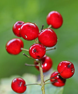 Red Baneberry - Actaea rubra Bushy plant with clusters of red berries. There was some white stuff growing on the bottom of the stem, which I'm trying to get identified.

Habitat: Growing on the edge of a swamp.
https://www.jungledragon.com/image/68862/red_baneberry_-_actaea_rubra.html
https://www.jungledragon.com/image/68861/red_baneberry_-_actaea_rubra.html Actaea rubra,Geotagged,Red Baneberry,Summer,United States