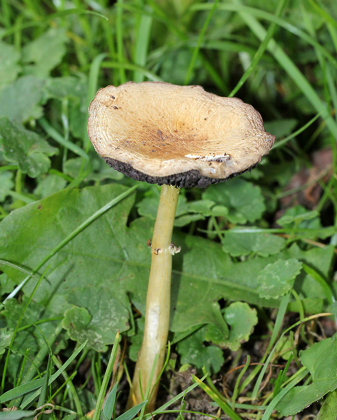 Garland Roundhead Stropharia - Stropharia coronilla Flat cap that was mostly buff with some brown near the center. Purplish gray, attached gills. Long, thin stem with flimsy ring remnants.<br />
<br />
Habitat: Growing in the grass on the edge of a small pond.<br />
<br />
<figure class="photo"><a href="https://www.jungledragon.com/image/68894/garland_roundhead_stropharia_-_stropharia_coronilla.html" title="Garland Roundhead Stropharia - Stropharia coronilla"><img src="https://s3.amazonaws.com/media.jungledragon.com/images/3232/68894_thumb.jpg?AWSAccessKeyId=05GMT0V3GWVNE7GGM1R2&Expires=1759968010&Signature=YPZN%2BPRWgUIdwrQ9rE4tdqsEoRk%3D" width="200" height="138" alt="Garland Roundhead Stropharia - Stropharia coronilla <br />
Flat cap that was mostly buff with some brown near the center. Purplish gray, attached gills. Long, thin stem with flimsy ring remnants.<br />
<br />
Habitat: Growing in the grass on the edge of a small pond.<br />
https://www.jungledragon.com/image/68893/garland_roundhead_stropharia_-_stropharia_coronilla.html Fall,Garland Roundhead,Geotagged,Stropharia coronilla,United States" /></a></figure> Fall,Garland Roundhead,Geotagged,Stropharia coronilla,United States,fungus,mushroom,stropharia