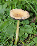 Garland Roundhead Stropharia - Stropharia coronilla Flat cap that was mostly buff with some brown near the center. Purplish gray, attached gills. Long, thin stem with flimsy ring remnants.<br />
<br />
Habitat: Growing in the grass on the edge of a small pond.<br />
<br />
https://www.jungledragon.com/image/68894/garland_roundhead_stropharia_-_stropharia_coronilla.html Fall,Garland Roundhead,Geotagged,Stropharia coronilla,United States,fungus,mushroom,stropharia