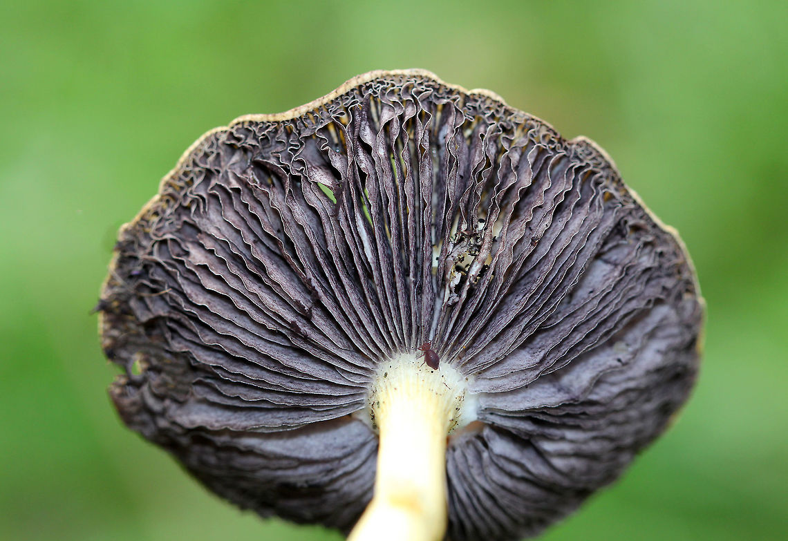 Garland Roundhead Stropharia - Stropharia coronilla <br />
Flat cap that was mostly buff with some brown near the center. Purplish gray, attached gills. Long, thin stem with flimsy ring remnants.<br />
<br />
Habitat: Growing in the grass on the edge of a small pond.<br />
<figure class="photo"><a href="https://www.jungledragon.com/image/68893/garland_roundhead_stropharia_-_stropharia_coronilla.html" title="Garland Roundhead Stropharia - Stropharia coronilla"><img src="https://s3.amazonaws.com/media.jungledragon.com/images/3232/68893_thumb.jpg?AWSAccessKeyId=05GMT0V3GWVNE7GGM1R2&Expires=1767225610&Signature=cPALKsNsbdjw2Av7j4gURPPFTzQ%3D" width="124" height="152" alt="Garland Roundhead Stropharia - Stropharia coronilla Flat cap that was mostly buff with some brown near the center. Purplish gray, attached gills. Long, thin stem with flimsy ring remnants.<br />
<br />
Habitat: Growing in the grass on the edge of a small pond.<br />
<br />
https://www.jungledragon.com/image/68894/garland_roundhead_stropharia_-_stropharia_coronilla.html Fall,Garland Roundhead,Geotagged,Stropharia coronilla,United States,fungus,mushroom,stropharia" /></a></figure> Fall,Garland Roundhead,Geotagged,Stropharia coronilla,United States