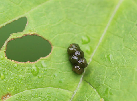 Eggs covered in Excrement I was first drawn to this tiny pile of insect poop because it was so nicely organized. When I took a closer look, I realized that there were 6 eggs, and each was coated with poop.  I couldn't get a better angle of the eggs without disturbing them, but you can kind of see the whitish part of an egg peaking out on the lower left.
I am not sure who laid the eggs, but my guess would be a Chrysomelid beetle, maybe a leafminer.
Habitat: Rural garden Geotagged,Summer,United States,eggs,insect eggs