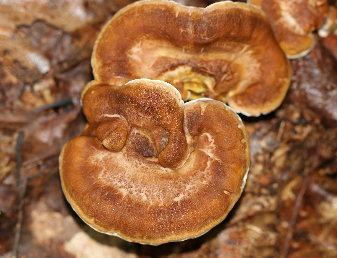 Polyporus radicatus Dry, flat, slightly sunken brownish caps. White, decurrent pore surface. Orange stem with a clack foot. This species has an extensive underground rooting system, but I must have snapped it off because it wasn&#039;t attached.<br />
<br />
Habitat: Mixed forest<br />
<figure class="photo"><a href="https://www.jungledragon.com/image/68904/polyporus_radicatus.html" title="Polyporus radicatus"><img src="https://s3.amazonaws.com/media.jungledragon.com/images/3232/68904_thumb.jpg?AWSAccessKeyId=05GMT0V3GWVNE7GGM1R2&Expires=1759968010&Signature=h0hcc2QgL%2B925wjUOk54n7AoQ40%3D" width="200" height="144" alt="Polyporus radicatus <br />
Dry, flat, slightly sunken brownish caps. White, decurrent pore surface. Orange stem with a clack foot. This species has an extensive underground rooting system, but I must have snapped it off because it wasn&#039;t attached.<br />
<br />
Habitat: Mixed forest<br />
https://www.jungledragon.com/image/68903/polyporus_radicatus.html Geotagged,Polyporus,Polyporus radicatus,Summer,United States" /></a></figure> Geotagged,Polyporus,Polyporus radicatus,Summer,United States,fungus,mushroom