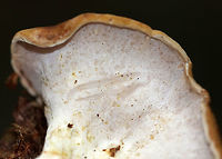 Polyporus radicatus <br />
Dry, flat, slightly sunken brownish caps. White, decurrent pore surface. Orange stem with a clack foot. This species has an extensive underground rooting system, but I must have snapped it off because it wasn't attached.<br />
<br />
Habitat: Mixed forest<br />
https://www.jungledragon.com/image/68903/polyporus_radicatus.html Geotagged,Polyporus,Polyporus radicatus,Summer,United States