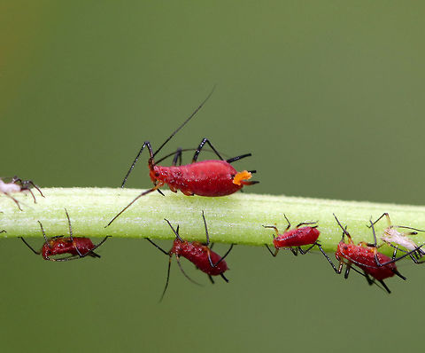 Goldenglow Aphid