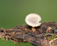 Tatraea macrospora Stalked, nearly flat cup fungus.  Less than 1 cm tall. <br />
<br />
Habitat: Growing on rotting wood in a mixed forest.<br />
https://www.jungledragon.com/image/69071/tatraea_macrospora.html Geotagged,Summer,Tatraea,Tatraea macrospora,United States,mushroom