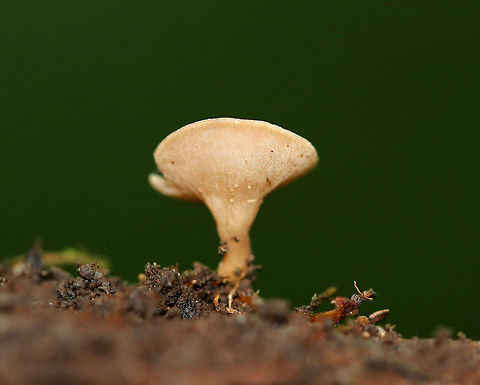 Tatraea macrospora Stalked, nearly flat cup fungus. Less than 1 cm tall. 

Habitat: Growing on rotting wood in a mixed forest.
https://www.jungledragon.com/image/69070/tatraea_macrospora.html Geotagged,Summer,Tatraea,Tatraea macrospora,United States,mushroom