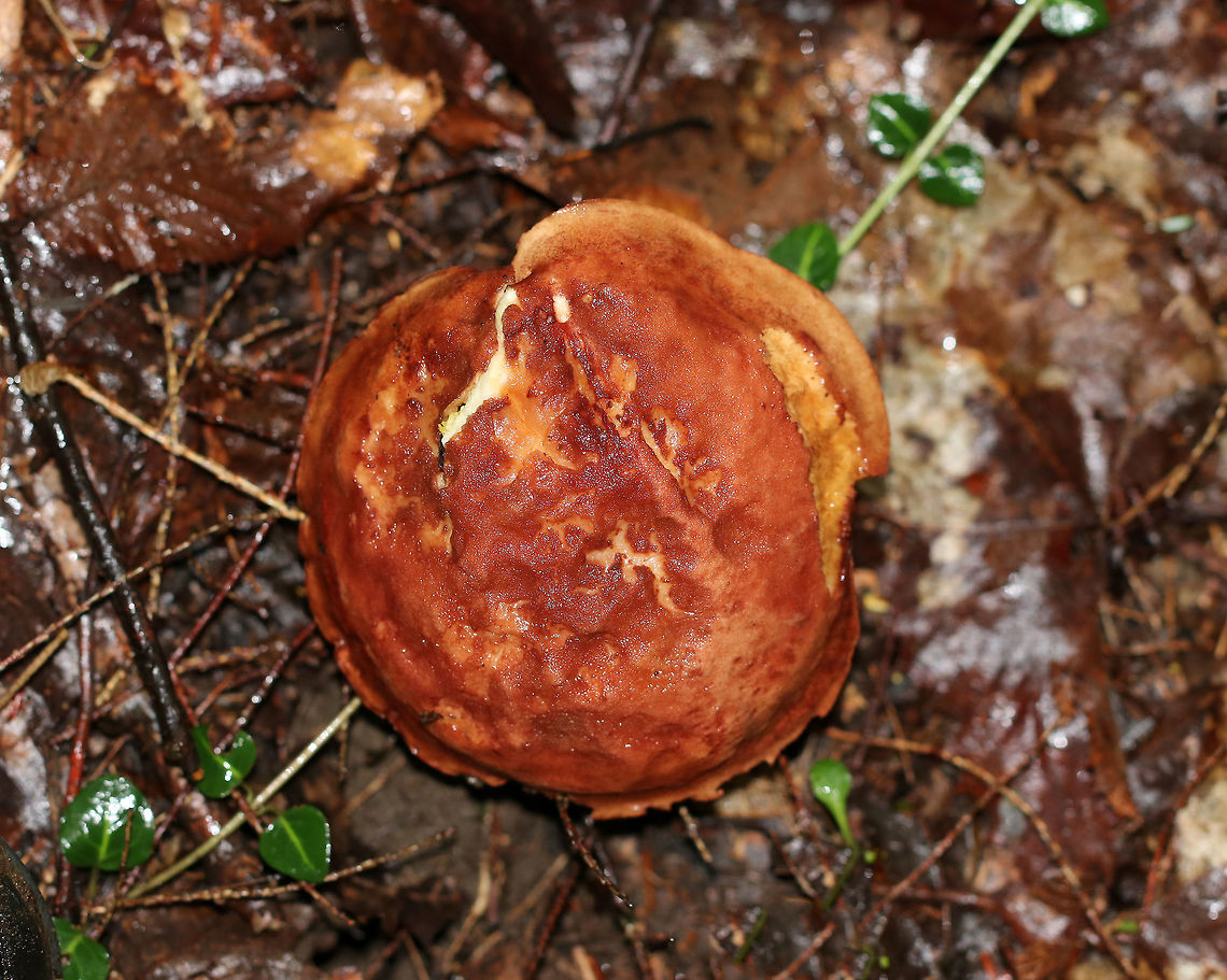 Xerocomus illudens Cap was about 8 cm wide, nearly flat, and reddish brown.  Dirty olive-yellow, angular pores that did not bruise. Tough, thin stem that had some reticulation near the apex and white basal mycelium.<br />
<br />
Habitat: Growing on the ground under oak and eastern hemlock.<br />
<figure class="photo"><a href="https://www.jungledragon.com/image/69078/xerocomus_illudens.html" title="Xerocomus illudens"><img src="https://s3.amazonaws.com/media.jungledragon.com/images/3232/69078_thumb.jpg?AWSAccessKeyId=05GMT0V3GWVNE7GGM1R2&Expires=1759968010&Signature=MmRzjXSrKcCiR5Sa9Dogr%2BvFupY%3D" width="200" height="142" alt="Xerocomus illudens Cap was about 8 cm wide, nearly flat, and reddish brown. Dirty olive-yellow, angular pores that did not bruise. Tough, thin stem that had some reticulation near the apex and white basal mycelium.<br />
<br />
Habitat: Growing on the ground under oak and eastern hemlock.<br />
https://www.jungledragon.com/image/69077/xerocomus_illudens.html Geotagged,Summer,United States,Xerocomus,Xerocomus illudens,mushroom" /></a></figure> Geotagged,Summer,United States,Xerocomus,Xerocomus illudens,fungus,mushroom