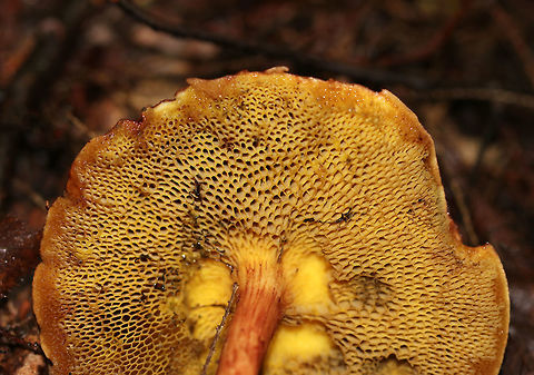 Xerocomus illudens Cap was about 8 cm wide, nearly flat, and reddish brown. Dirty olive-yellow, angular pores that did not bruise. Tough, thin stem that had some reticulation near the apex and white basal mycelium.
Habitat: Growing on the ground under oak and eastern hemlock.
https://www.jungledragon.com/image/69077/xerocomus_illudens.html Geotagged,Summer,United States,Xerocomus,Xerocomus illudens,mushroom