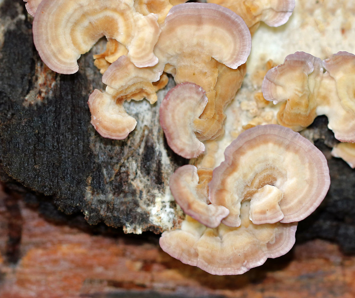 Violet-toothed Polypore - Trichaptum biforme Semicircular brackets with a finely hairy upper surface that had white, tan, and lilac zones of color. The pore surface was tan and lilac with white along the edges.<br />
<br />
Habitat: Growing on rotting wood in a mixed forest. Geotagged,Summer,Trichaptum biforme,United States,Violet-toothed Polypore,polypore