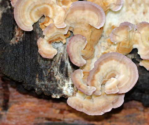 Violet-toothed Polypore - Trichaptum biforme Semicircular brackets with a finely hairy upper surface that had white, tan, and lilac zones of color. The pore surface was tan and lilac with white along the edges.

Habitat: Growing on rotting wood in a mixed forest. Geotagged,Summer,Trichaptum biforme,United States,Violet-toothed Polypore,polypore