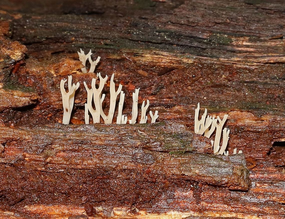 Coral Fungus - Lentaria sp. 2-3 cm tall. White/cream colored coral fungi with minimal branching.  I think this is Lentaria sp., but I'm not completely sure. <br />
<br />
Habitat: Growing in small clusters on rotting wood in a mixed, but mostly deciduous forest. Geotagged,United States,coral mushroom,fungus,lentaria,mushroom
