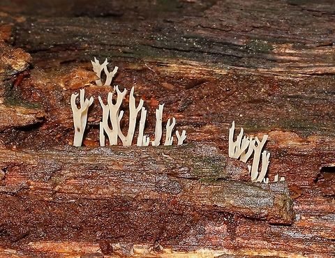 Coral Fungus - Lentaria sp. 2-3 cm tall. White/cream colored coral fungi with minimal branching.  I think this is Lentaria sp., but I'm not completely sure. 

Habitat: Growing in small clusters on rotting wood in a mixed, but mostly deciduous forest. Geotagged,United States,coral mushroom,fungus,lentaria,mushroom