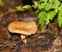 Poison Paxillus - Paxillus involutus Slightly slimy, brownish cap that was covered with fibers and had an inrolled margin. Gills were decurrent and bruised brown when marked. Stem was similar in color to the cap.<br />
<br />
Habitat: Growing on the ground in a mixed forest.<br />
https://www.jungledragon.com/image/69113/poison_paxillus_-_paxillus_involutus.html Geotagged,Paxillus,Paxillus involutus,Summer,United States,fungus,mushroom,poison paxillus