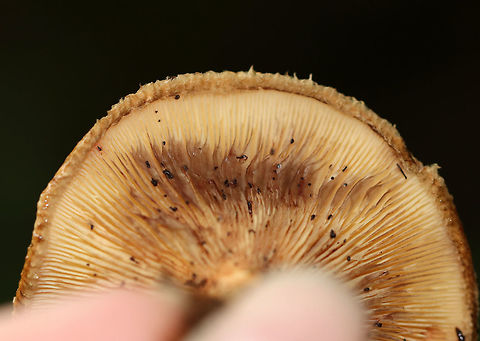 Poison Paxillus - Paxillus involutus Slightly slimy, brownish cap that was covered with fibers and had an inrolled margin. Gills were decurrent and bruised brown when marked. Stem was similar in color to the cap.

Habitat: Growing on the ground in a mixed forest.
https://www.jungledragon.com/image/69112/poison_paxillus_-_paxillus_involutus.html Geotagged,Paxillus involutus,Poison Paxillus,Summer,United States