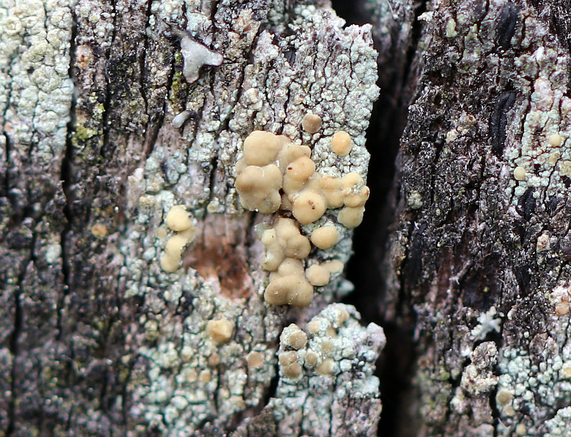 Lecanora symmicta Lichen <br />
Crustose thallus with tan/olive, sessile apothecia.<br />
<br />
Habitat: Growing on an old fence bordering a meadow. Geotagged,Lecanora symmicta,Spring,United States,lichen