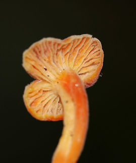 Hygrocybe squamulosa with Hypomyces Infection The entire mushroom was covered in velvety fuzz from a parasitic hypomyces infection. 

Habitat: Growing on the ground in an area of a mixed forest dominated by oak, birch, and eastern hemlock.
https://www.jungledragon.com/image/69142/hygrocybe_squamulosa_with_hypomyces_infection.html
https://www.jungledragon.com/image/69144/hygrocybe_squamulosa_with_hypomyces_infection.html Geotagged,Hygrocybe squamulosa,Summer,United States,hypomyces,mushroom