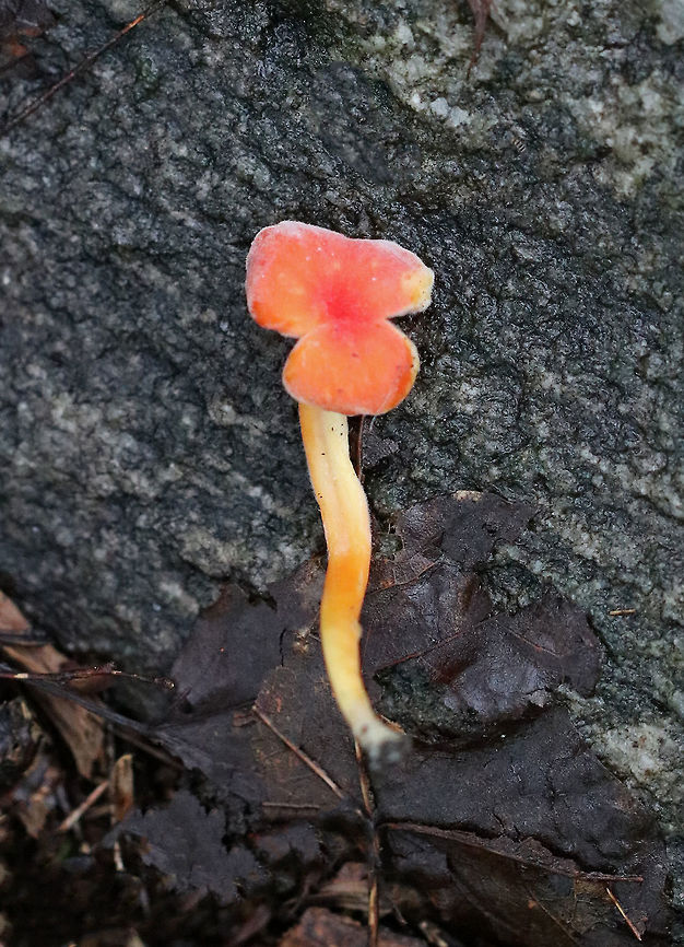 Hygrocybe squamulosa with Hypomyces Infection The entire mushroom was covered in velvety fuzz from a parasitic hypomyces infection. <br />
<br />
Habitat: Growing on the ground in an area of a mixed forest dominated by oak, birch, and eastern hemlock.<br />
<br />
<figure class="photo"><a href="https://www.jungledragon.com/image/69142/hygrocybe_squamulosa_with_hypomyces_infection.html" title="Hygrocybe squamulosa with Hypomyces Infection"><img src="https://s3.amazonaws.com/media.jungledragon.com/images/3232/69142_thumb.jpg?AWSAccessKeyId=05GMT0V3GWVNE7GGM1R2&Expires=1759968010&Signature=vDkbHcQRm2mPGeGv7n4%2Fi3fEp%2BU%3D" width="122" height="152" alt="Hygrocybe squamulosa with Hypomyces Infection The entire mushroom was covered in velvety fuzz from a parasitic hypomyces infection. <br />
<br />
Habitat: Growing on the ground in an area of a mixed forest dominated by oak, birch, and eastern hemlock.<br />
https://www.jungledragon.com/image/69144/hygrocybe_squamulosa_with_hypomyces_infection.html<br />
https://www.jungledragon.com/image/69143/hygrocybe_squamulosa_with_hypomyces_infection.html Geotagged,Hygrocybe squamulosa,Summer,United States,hypomyces,infected mushroom,mushroom" /></a></figure><br />
<figure class="photo"><a href="https://www.jungledragon.com/image/69143/hygrocybe_squamulosa_with_hypomyces_infection.html" title="Hygrocybe squamulosa with Hypomyces Infection"><img src="https://s3.amazonaws.com/media.jungledragon.com/images/3232/69143_thumb.jpg?AWSAccessKeyId=05GMT0V3GWVNE7GGM1R2&Expires=1759968010&Signature=EWRXF32MrnI76aaQd5MFlPCPguQ%3D" width="128" height="152" alt="Hygrocybe squamulosa with Hypomyces Infection The entire mushroom was covered in velvety fuzz from a parasitic hypomyces infection. <br />
<br />
Habitat: Growing on the ground in an area of a mixed forest dominated by oak, birch, and eastern hemlock.<br />
https://www.jungledragon.com/image/69142/hygrocybe_squamulosa_with_hypomyces_infection.html<br />
https://www.jungledragon.com/image/69144/hygrocybe_squamulosa_with_hypomyces_infection.html Geotagged,Hygrocybe squamulosa,Summer,United States,hypomyces,mushroom" /></a></figure> Geotagged,Hygrocybe squamulosa,Summer,United States,hypomyces