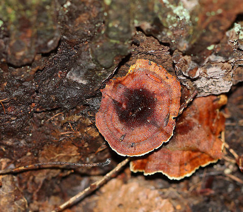 Shiny Cinnamon Polypore - Coltricia cinnamomea Concentrically zoned Cinnamon-brown, silky cap. The cap was very thin and tough. Stem was also brown and very tough. Pores bruised brown.

Habitat: Growing on tree roots and the base of a tree (eastern hemlock) in a mixed forest.
https://www.jungledragon.com/image/69147/shiny_cinnamon_polypore_-_coltricia_cinnamomea.html
https://www.jungledragon.com/image/69146/shiny_cinnamon_polypore_-_coltricia_cinnamomea.html Coltricia cinnamomea,Geotagged,Shiny Cinnamon Polypore,Summer,United States,mushroom,polypore