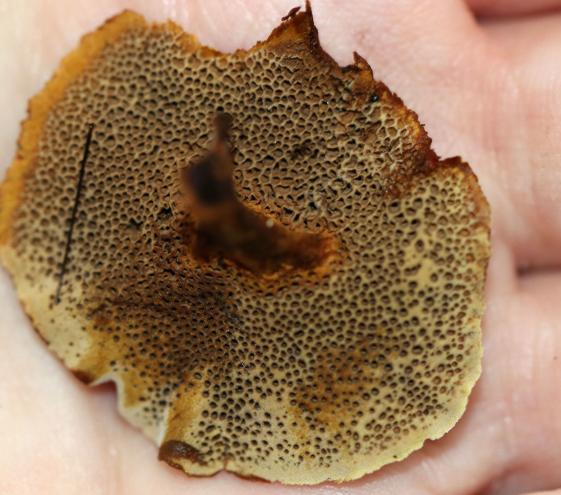Shiny Cinnamon Polypore - Coltricia cinnamomea Concentrically zoned Cinnamon-brown, silky cap. The cap was very thin and tough. Stem was also brown and very tough. Pores bruised brown.<br />
<br />
Habitat: Growing on tree roots and the base of a tree (eastern hemlock) in a mixed forest.<br />
<figure class="photo"><a href="https://www.jungledragon.com/image/69145/shiny_cinnamon_polypore_-_coltricia_cinnamomea.html" title="Shiny Cinnamon Polypore - Coltricia cinnamomea"><img src="https://s3.amazonaws.com/media.jungledragon.com/images/3232/69145_thumb.jpg?AWSAccessKeyId=05GMT0V3GWVNE7GGM1R2&Expires=1759968010&Signature=gE4sfw1komlQ94VRsJZaUr21Ipg%3D" width="200" height="176" alt="Shiny Cinnamon Polypore - Coltricia cinnamomea Concentrically zoned Cinnamon-brown, silky cap. The cap was very thin and tough. Stem was also brown and very tough. Pores bruised brown.<br />
<br />
Habitat: Growing on tree roots and the base of a tree (eastern hemlock) in a mixed forest.<br />
https://www.jungledragon.com/image/69147/shiny_cinnamon_polypore_-_coltricia_cinnamomea.html<br />
https://www.jungledragon.com/image/69146/shiny_cinnamon_polypore_-_coltricia_cinnamomea.html Coltricia cinnamomea,Geotagged,Shiny Cinnamon Polypore,Summer,United States,mushroom,polypore" /></a></figure><br />
<figure class="photo"><a href="https://www.jungledragon.com/image/69147/shiny_cinnamon_polypore_-_coltricia_cinnamomea.html" title="Shiny Cinnamon Polypore - Coltricia cinnamomea"><img src="https://s3.amazonaws.com/media.jungledragon.com/images/3232/69147_thumb.jpg?AWSAccessKeyId=05GMT0V3GWVNE7GGM1R2&Expires=1759968010&Signature=6T3xm%2BrHsR6tv3IW%2BGUpBmXJIoY%3D" width="200" height="158" alt="Shiny Cinnamon Polypore - Coltricia cinnamomea Concentrically zoned Cinnamon-brown, silky cap. The cap was very thin and tough. Stem was also brown and very tough. Pores bruised brown.<br />
<br />
Habitat: Growing on tree roots and the base of a tree (eastern hemlock) in a mixed forest.<br />
https://www.jungledragon.com/image/69145/shiny_cinnamon_polypore_-_coltricia_cinnamomea.html<br />
https://www.jungledragon.com/image/69146/shiny_cinnamon_polypore_-_coltricia_cinnamomea.html Coltricia cinnamomea,Geotagged,Summer,United States" /></a></figure> Coltricia cinnamomea,Geotagged,Summer,United States