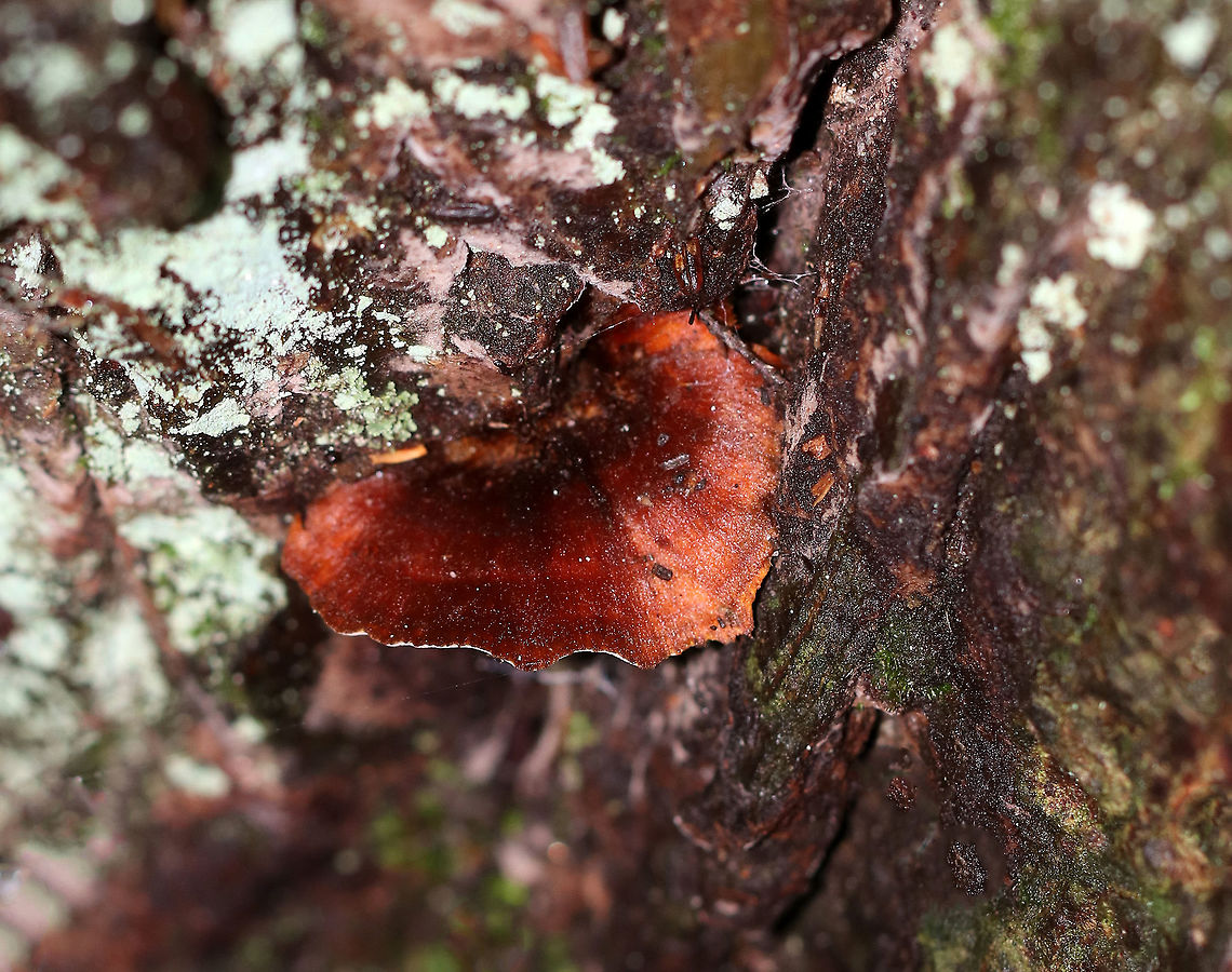 Shiny Cinnamon Polypore - Coltricia cinnamomea Concentrically zoned Cinnamon-brown, silky cap. The cap was very thin and tough. Stem was also brown and very tough. Pores bruised brown.<br />
<br />
Habitat: Growing on tree roots and the base of a tree (eastern hemlock) in a mixed forest.<br />
<figure class="photo"><a href="https://www.jungledragon.com/image/69145/shiny_cinnamon_polypore_-_coltricia_cinnamomea.html" title="Shiny Cinnamon Polypore - Coltricia cinnamomea"><img src="https://s3.amazonaws.com/media.jungledragon.com/images/3232/69145_thumb.jpg?AWSAccessKeyId=05GMT0V3GWVNE7GGM1R2&Expires=1767225610&Signature=TLXKxlfAqHK0%2Fk0WoBkYwdJDDVg%3D" width="200" height="176" alt="Shiny Cinnamon Polypore - Coltricia cinnamomea Concentrically zoned Cinnamon-brown, silky cap. The cap was very thin and tough. Stem was also brown and very tough. Pores bruised brown.<br />
<br />
Habitat: Growing on tree roots and the base of a tree (eastern hemlock) in a mixed forest.<br />
https://www.jungledragon.com/image/69147/shiny_cinnamon_polypore_-_coltricia_cinnamomea.html<br />
https://www.jungledragon.com/image/69146/shiny_cinnamon_polypore_-_coltricia_cinnamomea.html Coltricia cinnamomea,Geotagged,Shiny Cinnamon Polypore,Summer,United States,mushroom,polypore" /></a></figure><br />
<figure class="photo"><a href="https://www.jungledragon.com/image/69146/shiny_cinnamon_polypore_-_coltricia_cinnamomea.html" title="Shiny Cinnamon Polypore - Coltricia cinnamomea"><img src="https://s3.amazonaws.com/media.jungledragon.com/images/3232/69146_thumb.jpg?AWSAccessKeyId=05GMT0V3GWVNE7GGM1R2&Expires=1767225610&Signature=e4OaRWnmTkaPP0yxCF6cNC2c6pE%3D" width="200" height="178" alt="Shiny Cinnamon Polypore - Coltricia cinnamomea Concentrically zoned Cinnamon-brown, silky cap. The cap was very thin and tough. Stem was also brown and very tough. Pores bruised brown.<br />
<br />
Habitat: Growing on tree roots and the base of a tree (eastern hemlock) in a mixed forest.<br />
https://www.jungledragon.com/image/69145/shiny_cinnamon_polypore_-_coltricia_cinnamomea.html<br />
https://www.jungledragon.com/image/69147/shiny_cinnamon_polypore_-_coltricia_cinnamomea.html Coltricia cinnamomea,Geotagged,Summer,United States" /></a></figure> Coltricia cinnamomea,Geotagged,Summer,United States