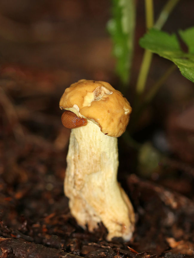 Leccinellum crocipodium Habitat: Growing on the ground under eastern hemlock and oak.<br />
<figure class="photo"><a href="https://www.jungledragon.com/image/69150/leccinellum_crocipodium.html" title="Leccinellum crocipodium"><img src="https://s3.amazonaws.com/media.jungledragon.com/images/3232/69150_thumb.jpg?AWSAccessKeyId=05GMT0V3GWVNE7GGM1R2&Expires=1759968010&Signature=kYAxNy3E6idsu5%2FfW618REedxGk%3D" width="112" height="152" alt="Leccinellum crocipodium Habitat: Growing on the ground under eastern hemlock and oak.<br />
https://www.jungledragon.com/image/69149/yell1.html Geotagged,Leccinellum crocipodium,Summer,United States" /></a></figure> Geotagged,Leccinellum crocipodium,Summer,United States,bolete,mushroom