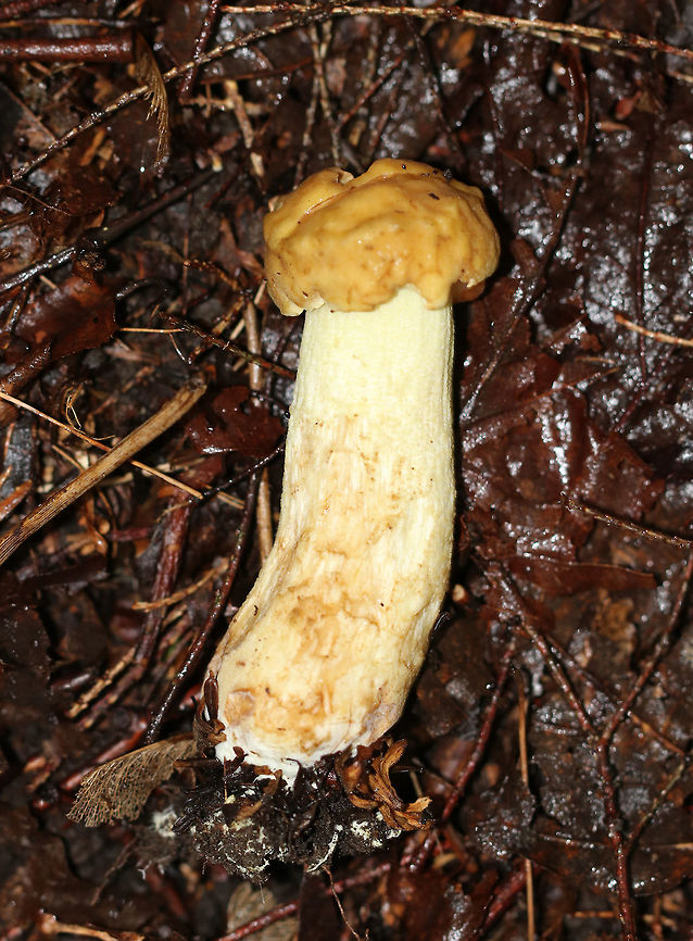 Leccinellum crocipodium Habitat: Growing on the ground under eastern hemlock and oak.<br />
<figure class="photo"><a href="https://www.jungledragon.com/image/69149/leccinellum_crocipodium.html" title="Leccinellum crocipodium"><img src="https://s3.amazonaws.com/media.jungledragon.com/images/3232/69149_thumb.jpg?AWSAccessKeyId=05GMT0V3GWVNE7GGM1R2&Expires=1759968010&Signature=j%2FlAWEhaFaAdlAvZTOPYxZ%2BDXzA%3D" width="116" height="152" alt="Leccinellum crocipodium Habitat: Growing on the ground under eastern hemlock and oak.<br />
https://www.jungledragon.com/image/69150/bolete_-_unknown_species.html Geotagged,Leccinellum crocipodium,Summer,United States,bolete,mushroom" /></a></figure> Geotagged,Leccinellum crocipodium,Summer,United States