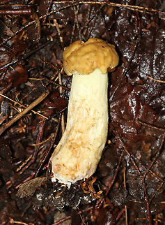 Leccinellum crocipodium