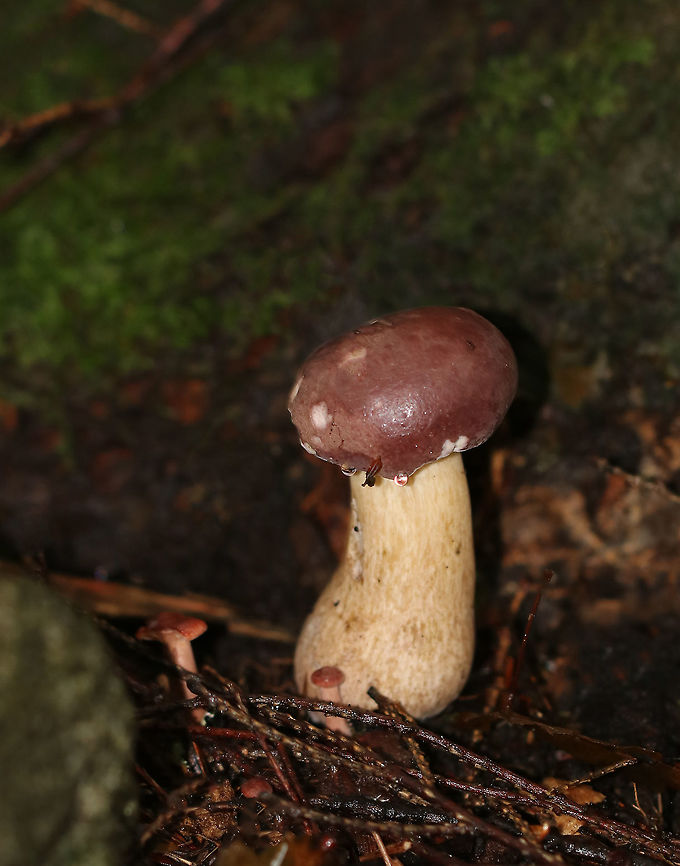 Reddish Brown Bitter Bolete - Tylopilus rubrobrunneus Mushroom with pinkish purple cap,  cream pores, and a tan streaked stem with a swollen base. <br />
<br />
Habitat: Growing on the ground under eastern hemlock.<br />
<figure class="photo"><a href="https://www.jungledragon.com/image/69189/reddish_brown_bitter_bolete_-_tylopilus_rubrobrunneus.html" title="Reddish Brown Bitter Bolete - Tylopilus rubrobrunneus"><img src="https://s3.amazonaws.com/media.jungledragon.com/images/3232/69189_thumb.jpg?AWSAccessKeyId=05GMT0V3GWVNE7GGM1R2&Expires=1759968010&Signature=DAJikTmOBl4QFmv0zAps7xVFueE%3D" width="200" height="156" alt="Reddish Brown Bitter Bolete - Tylopilus rubrobrunneus Mushroom with pinkish purple cap, cream pores, and a tan streaked stem with a swollen base. <br />
<br />
Habitat: Growing on the ground under eastern hemlock.<br />
https://www.jungledragon.com/image/69187/reddish_brown_bitter_bolete_-_tylopilus_rubrobrunneus.html<br />
https://www.jungledragon.com/image/69188/reddish_brown_bitter_bolete_-_tylopilus_rubrobrunneus.html Geotagged,Reddish brown bitter bolete,Summer,Tylopilus rubrobrunneus,United States" /></a></figure><br />
<figure class="photo"><a href="https://www.jungledragon.com/image/69188/reddish_brown_bitter_bolete_-_tylopilus_rubrobrunneus.html" title="Reddish Brown Bitter Bolete - Tylopilus rubrobrunneus"><img src="https://s3.amazonaws.com/media.jungledragon.com/images/3232/69188_thumb.jpg?AWSAccessKeyId=05GMT0V3GWVNE7GGM1R2&Expires=1759968010&Signature=bvlkLn%2FszCwJ7C90MOCGFjdKxwM%3D" width="200" height="170" alt="Reddish Brown Bitter Bolete - Tylopilus rubrobrunneus Mushroom with pinkish purple cap, cream pores, and a tan streaked stem with a swollen base. <br />
<br />
Habitat: Growing on the ground under eastern hemlock.<br />
https://www.jungledragon.com/image/69187/reddish_brown_bitter_bolete_-_tylopilus_rubrobrunneus.html<br />
https://www.jungledragon.com/image/69189/reddish_brown_bitter_bolete_-_tylopilus_rubrobrunneus.html Geotagged,Reddish brown bitter bolete,Summer,Tylopilus rubrobrunneus,United States" /></a></figure> Geotagged,Reddish brown bitter bolete,Summer,Tylopilus rubrobrunneus,United States