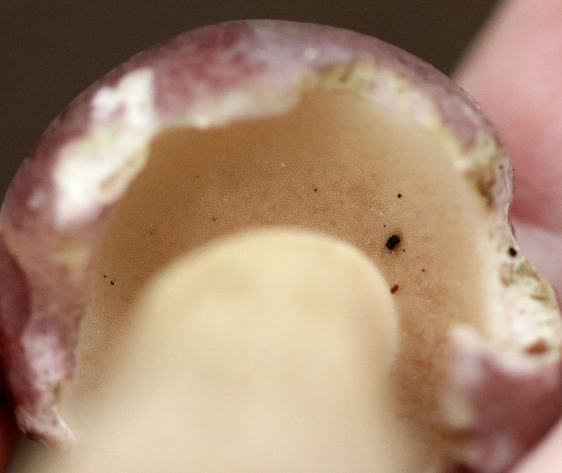 Reddish Brown Bitter Bolete - Tylopilus rubrobrunneus Mushroom with pinkish purple cap, cream pores, and a tan streaked stem with a swollen base. <br />
<br />
Habitat: Growing on the ground under eastern hemlock.<br />
<figure class="photo"><a href="https://www.jungledragon.com/image/69187/reddish_brown_bitter_bolete_-_tylopilus_rubrobrunneus.html" title="Reddish Brown Bitter Bolete - Tylopilus rubrobrunneus"><img src="https://s3.amazonaws.com/media.jungledragon.com/images/3232/69187_thumb.jpg?AWSAccessKeyId=05GMT0V3GWVNE7GGM1R2&Expires=1769040010&Signature=E8XeeqdC52ozBOMz5NOI6hS1U1I%3D" width="120" height="152" alt="Reddish Brown Bitter Bolete - Tylopilus rubrobrunneus Mushroom with pinkish purple cap,  cream pores, and a tan streaked stem with a swollen base. <br />
<br />
Habitat: Growing on the ground under eastern hemlock.<br />
https://www.jungledragon.com/image/69189/reddish_brown_bitter_bolete_-_tylopilus_rubrobrunneus.html<br />
https://www.jungledragon.com/image/69188/reddish_brown_bitter_bolete_-_tylopilus_rubrobrunneus.html Geotagged,Reddish brown bitter bolete,Summer,Tylopilus rubrobrunneus,United States" /></a></figure><br />
<figure class="photo"><a href="https://www.jungledragon.com/image/69189/reddish_brown_bitter_bolete_-_tylopilus_rubrobrunneus.html" title="Reddish Brown Bitter Bolete - Tylopilus rubrobrunneus"><img src="https://s3.amazonaws.com/media.jungledragon.com/images/3232/69189_thumb.jpg?AWSAccessKeyId=05GMT0V3GWVNE7GGM1R2&Expires=1769040010&Signature=7%2BbIJUpOuqqPHFNGbmr7Q99VCzU%3D" width="200" height="156" alt="Reddish Brown Bitter Bolete - Tylopilus rubrobrunneus Mushroom with pinkish purple cap, cream pores, and a tan streaked stem with a swollen base. <br />
<br />
Habitat: Growing on the ground under eastern hemlock.<br />
https://www.jungledragon.com/image/69187/reddish_brown_bitter_bolete_-_tylopilus_rubrobrunneus.html<br />
https://www.jungledragon.com/image/69188/reddish_brown_bitter_bolete_-_tylopilus_rubrobrunneus.html Geotagged,Reddish brown bitter bolete,Summer,Tylopilus rubrobrunneus,United States" /></a></figure> Geotagged,Reddish brown bitter bolete,Summer,Tylopilus rubrobrunneus,United States