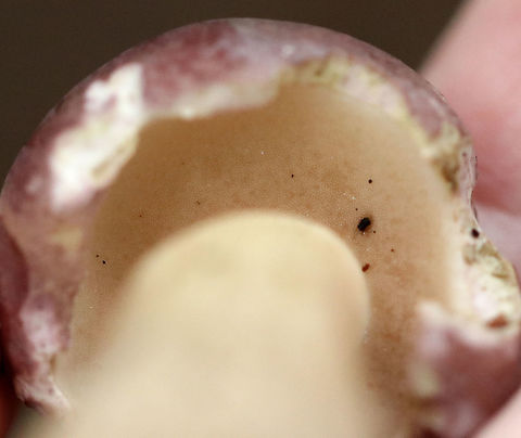 Reddish Brown Bitter Bolete - Tylopilus rubrobrunneus Mushroom with pinkish purple cap, cream pores, and a tan streaked stem with a swollen base. 

Habitat: Growing on the ground under eastern hemlock.
https://www.jungledragon.com/image/69187/reddish_brown_bitter_bolete_-_tylopilus_rubrobrunneus.html
https://www.jungledragon.com/image/69189/reddish_brown_bitter_bolete_-_tylopilus_rubrobrunneus.html Geotagged,Reddish brown bitter bolete,Summer,Tylopilus rubrobrunneus,United States