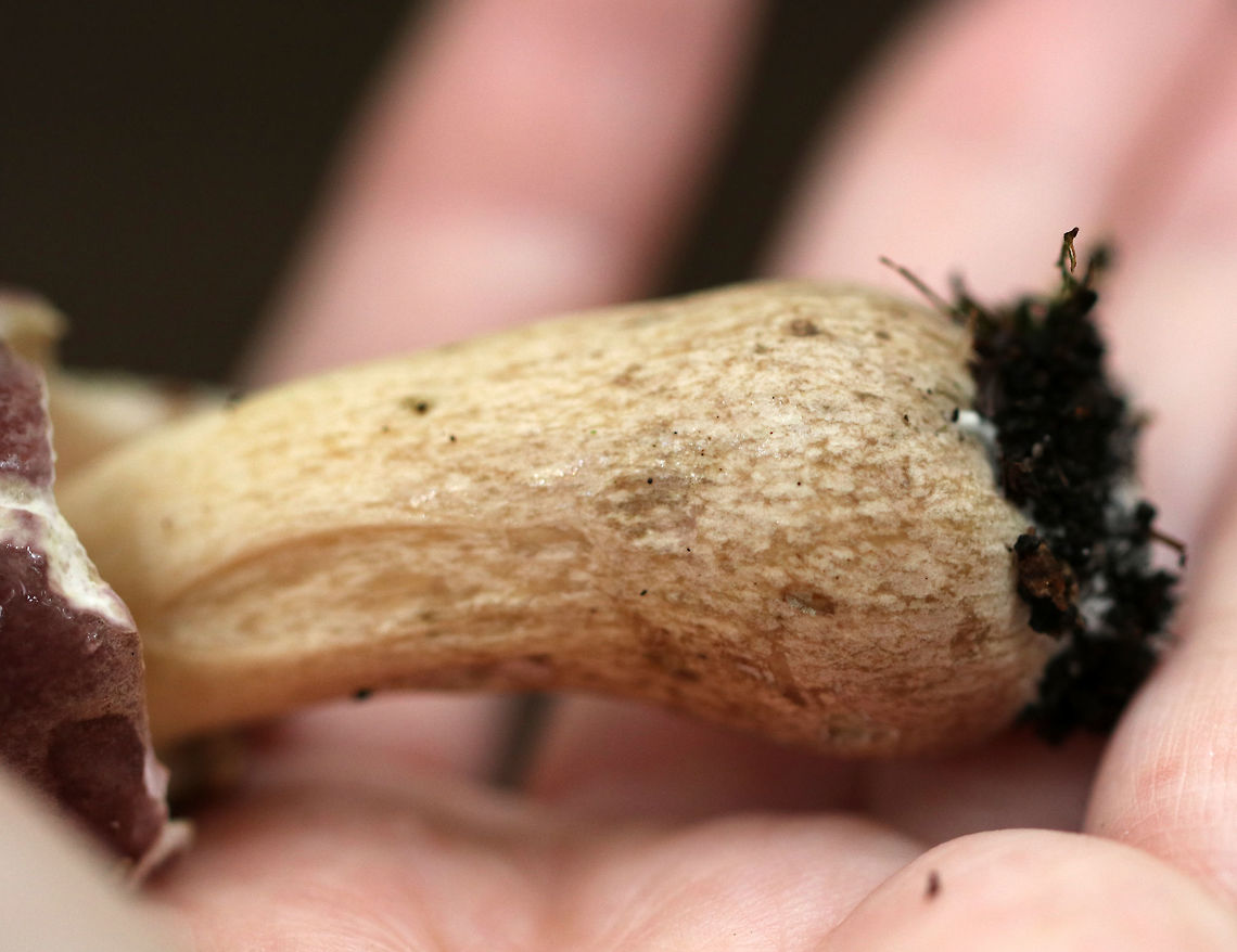 Reddish Brown Bitter Bolete - Tylopilus rubrobrunneus Mushroom with pinkish purple cap, cream pores, and a tan streaked stem with a swollen base. <br />
<br />
Habitat: Growing on the ground under eastern hemlock.<br />
<figure class="photo"><a href="https://www.jungledragon.com/image/69187/reddish_brown_bitter_bolete_-_tylopilus_rubrobrunneus.html" title="Reddish Brown Bitter Bolete - Tylopilus rubrobrunneus"><img src="https://s3.amazonaws.com/media.jungledragon.com/images/3232/69187_thumb.jpg?AWSAccessKeyId=05GMT0V3GWVNE7GGM1R2&Expires=1759968010&Signature=eknzRqzRAxIUw94WcHSD%2F7xViP4%3D" width="120" height="152" alt="Reddish Brown Bitter Bolete - Tylopilus rubrobrunneus Mushroom with pinkish purple cap,  cream pores, and a tan streaked stem with a swollen base. <br />
<br />
Habitat: Growing on the ground under eastern hemlock.<br />
https://www.jungledragon.com/image/69189/reddish_brown_bitter_bolete_-_tylopilus_rubrobrunneus.html<br />
https://www.jungledragon.com/image/69188/reddish_brown_bitter_bolete_-_tylopilus_rubrobrunneus.html Geotagged,Reddish brown bitter bolete,Summer,Tylopilus rubrobrunneus,United States" /></a></figure><br />
<figure class="photo"><a href="https://www.jungledragon.com/image/69188/reddish_brown_bitter_bolete_-_tylopilus_rubrobrunneus.html" title="Reddish Brown Bitter Bolete - Tylopilus rubrobrunneus"><img src="https://s3.amazonaws.com/media.jungledragon.com/images/3232/69188_thumb.jpg?AWSAccessKeyId=05GMT0V3GWVNE7GGM1R2&Expires=1759968010&Signature=bvlkLn%2FszCwJ7C90MOCGFjdKxwM%3D" width="200" height="170" alt="Reddish Brown Bitter Bolete - Tylopilus rubrobrunneus Mushroom with pinkish purple cap, cream pores, and a tan streaked stem with a swollen base. <br />
<br />
Habitat: Growing on the ground under eastern hemlock.<br />
https://www.jungledragon.com/image/69187/reddish_brown_bitter_bolete_-_tylopilus_rubrobrunneus.html<br />
https://www.jungledragon.com/image/69189/reddish_brown_bitter_bolete_-_tylopilus_rubrobrunneus.html Geotagged,Reddish brown bitter bolete,Summer,Tylopilus rubrobrunneus,United States" /></a></figure> Geotagged,Reddish brown bitter bolete,Summer,Tylopilus rubrobrunneus,United States