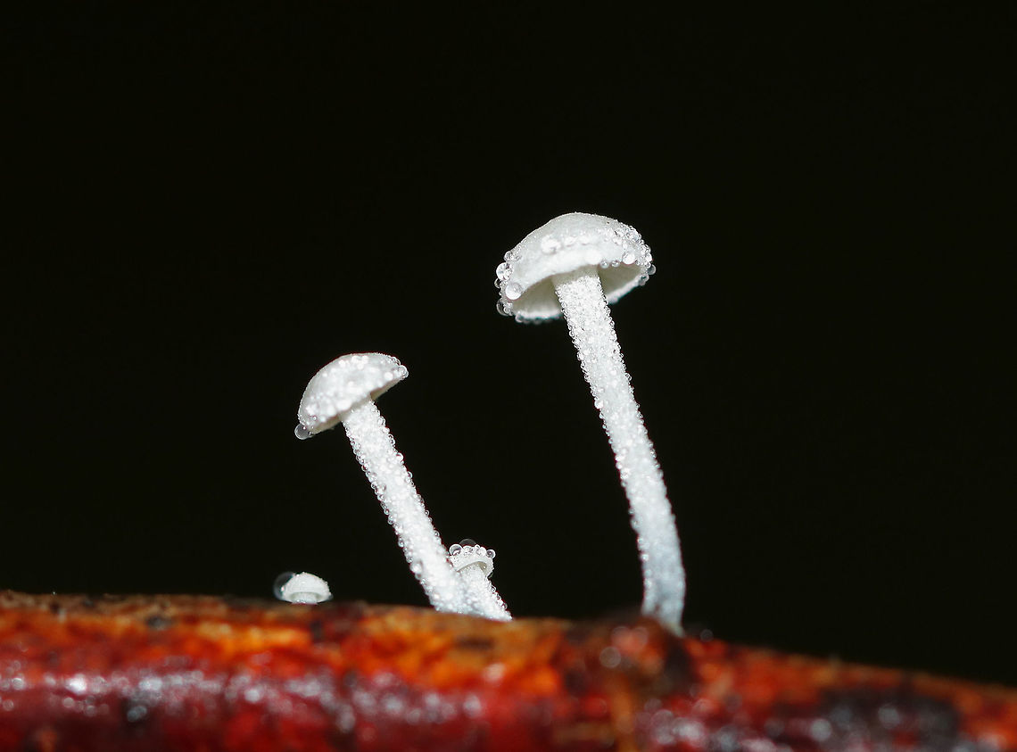 Tetrapyrgos nigripes Tiny, white mushrooms that were 5 mm tall or less. The stipes were white with fine hairs, and the bases were dark blackish. The gills were white/clearish and distant.<br />
<br />
Habitat: Growing on a twig in a mixed forest.  Black-footed Marasmus,Geotagged,Summer,Tetrapyrgos,Tetrapyrgos nigripes,United States,fungus,mushrooms,white
