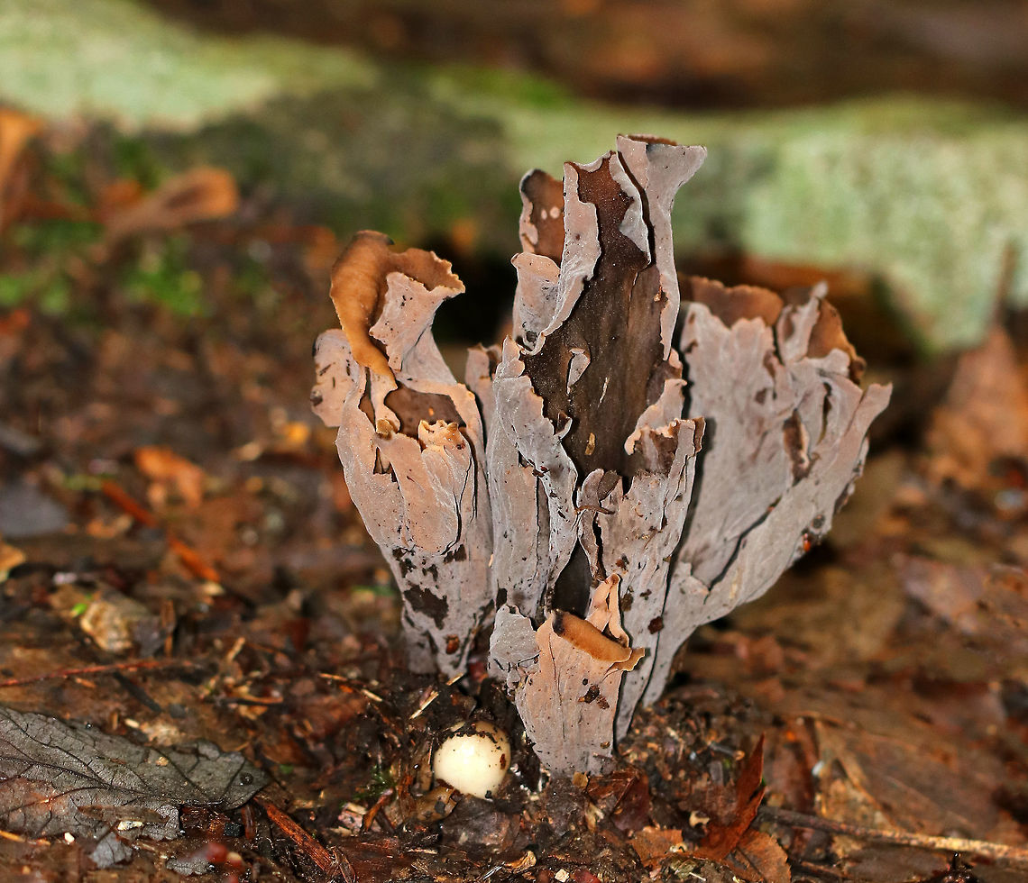 Black Trumpets (Brown form) - Craterellus fallax Fruiting bodies were vase-shaped and were growing together in a cluster.  The upper surfaces were dark brown, and the under surfaces were grayish brown and wrinkled. <br />
<br />
Habitat: Growing on the ground in a mostly deciduous forest with eastern hemlock, oak, birch, beech, and maple. Craterellus fallax,Geotagged,Summer,United States,black trumpets,mushrooms,trumpets