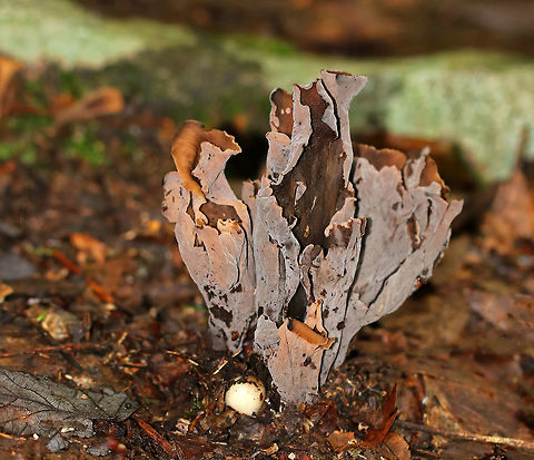 Black Trumpets (Brown form) - Craterellus fallax Fruiting bodies were vase-shaped and were growing together in a cluster.  The upper surfaces were dark brown, and the under surfaces were grayish brown and wrinkled. 

Habitat: Growing on the ground in a mostly deciduous forest with eastern hemlock, oak, birch, beech, and maple. Craterellus fallax,Geotagged,Summer,United States,black trumpets,mushrooms,trumpets