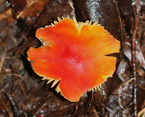 Hygrocybe squamulosa Cap was reddish orange, dry, and depressed. The gills were attached to the stem, yellow, and had frequent short gills. The stipe was orange, dry (but a bit greasy), and had a white base. The cap was at least 40 mm in diameter.

Habitat: Growing on the ground in a mixed forest.
https://www.jungledragon.com/image/69221/hygrocybe_squamulosa.html Geotagged,Hygrocybe,Hygrocybe squamulosa,Summer,United States