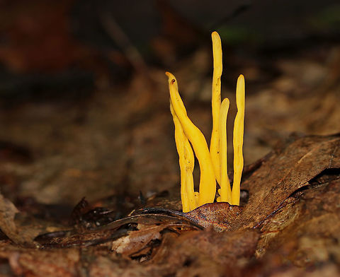 Golden Spindles - Clavulinopsis fusiformis Bright yellow, cylindrical, unbranched fruiting bodies.

Habitat: Growing in a small cluster on the ground in a mostly deciduous forest. Clavulinopsis fusiformis,Geotagged,Golden spindles,Summer,United States,fungus,mushroom,yellow