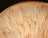 Fenugreek milkcap - Lactarius helvus Brownish cap with an inrolled margin. Cream-colored gills with short gills and leaked watery latex.<br />
<br />
Habitat: Growing in a swampy area under oak and eastern hemlock.<br />
https://www.jungledragon.com/image/69278/fenugreek_milkcap_-_lactarius_helvus.html<br />
https://www.jungledragon.com/image/69277/fenugreek_milkcap_-_lactarius_helvus.html Fenugreek milkcap,Geotagged,Lactarius helvus,Summer,United States,lactarius,milkcap,milky cap,mushroom