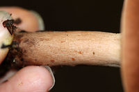 Fenugreek milkcap - Lactarius helvus Brownish cap with an inrolled margin. Cream-colored gills with short gills and leaked watery latex.<br />
<br />
Habitat: Growing in a swampy area under oak and eastern hemlock.<br />
https://www.jungledragon.com/image/69276/fenugreek_milkcap_-_lactarius_helvus.html<br />
https://www.jungledragon.com/image/69278/fenugreek_milkcap_-_lactarius_helvus.html Fenugreek milkcap,Geotagged,Lactarius helvus,Summer,United States