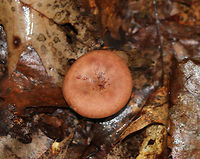 Fenugreek milkcap - Lactarius helvus Brownish cap with an inrolled margin. Cream-colored gills with short gills and leaked watery latex.<br />
<br />
Habitat: Growing in a swampy area under oak and eastern hemlock.<br />
https://www.jungledragon.com/image/69276/fenugreek_milkcap_-_lactarius_helvus.html<br />
https://www.jungledragon.com/image/69277/fenugreek_milkcap_-_lactarius_helvus.html Fenugreek milkcap,Geotagged,Lactarius helvus,Summer,United States