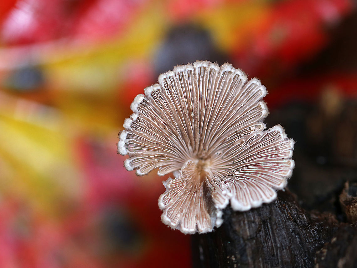 Split Gills - Schizophyllum commune Large fruiting bodies with a lovely pinkish tan hue. Most were 3-4 cm wide with a hairy, white upper surface and gill-like folds on the under surface. Although it is considered inedible in the United States and Europe, this species is widely consumed in other parts of the world. Also, it may have immunomodulatory, antifungal, and antiviral properties.<br />
<br />
Habitat: Growing on rotting wood in a mixed forest.<br />
<figure class="photo"><a href="https://www.jungledragon.com/image/69281/split_gills_-_schizophyllum_commune.html" title="Split Gills - Schizophyllum commune"><img src="https://s3.amazonaws.com/media.jungledragon.com/images/3232/69281_thumb.jpg?AWSAccessKeyId=05GMT0V3GWVNE7GGM1R2&Expires=1767225610&Signature=4CpYhVnFeuCOXNTqLE%2B8fDmMmeU%3D" width="200" height="164" alt="Split Gills - Schizophyllum commune <br />
Large fruiting bodies with a lovely pinkish tan hue. Most were 3-4 cm wide with a hairy, white upper surface and gill-like folds on the under surface. Although it is considered inedible in the United States and Europe, this species is widely consumed in other parts of the world. Also, it may have immunomodulatory, antifungal, and antiviral properties.<br />
<br />
Habitat: Growing on rotting wood in a mixed forest.<br />
https://www.jungledragon.com/image/69279/split_gills_-_schizophyllum_commune.html<br />
https://www.jungledragon.com/image/69280/split_gills_-_schizophyllum_commune.html Fall,Geotagged,Schizophyllum commune,United States" /></a></figure><br />
<figure class="photo"><a href="https://www.jungledragon.com/image/69280/split_gills_-_schizophyllum_commune.html" title="Split Gills - Schizophyllum commune"><img src="https://s3.amazonaws.com/media.jungledragon.com/images/3232/69280_thumb.jpg?AWSAccessKeyId=05GMT0V3GWVNE7GGM1R2&Expires=1767225610&Signature=cYMjJfdAUalDMPEDsOnvkEGlNI8%3D" width="200" height="162" alt="Split Gills - Schizophyllum commune Large fruiting bodies with a lovely pinkish tan hue. Most were 3-4 cm wide with a hairy, white upper surface and gill-like folds on the under surface. Although it is considered inedible in the United States and Europe, this species is widely consumed in other parts of the world. Also, it may have immunomodulatory, antifungal, and antiviral properties.<br />
<br />
Habitat: Growing on rotting wood in a mixed forest.<br />
https://www.jungledragon.com/image/69279/split_gills_-_schizophyllum_commune.html<br />
https://www.jungledragon.com/image/69281/split_gills_-_schizophyllum_commune.html Fall,Geotagged,Schizophyllum commune,United States" /></a></figure> Fall,Geotagged,Schizophyllum,Schizophyllum commune,United States,split gills