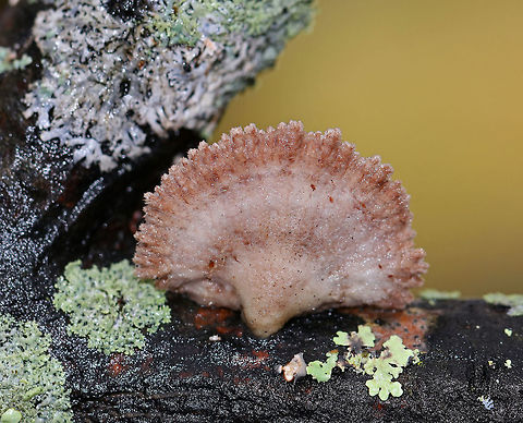 Split Gills - Schizophyllum commune Large fruiting bodies with a lovely pinkish tan hue. Most were 3-4 cm wide with a hairy, white upper surface and gill-like folds on the under surface. Although it is considered inedible in the United States and Europe, this species is widely consumed in other parts of the world. Also, it may have immunomodulatory, antifungal, and antiviral properties.

Habitat: Growing on rotting wood in a mixed forest.
https://www.jungledragon.com/image/69279/split_gills_-_schizophyllum_commune.html
https://www.jungledragon.com/image/69281/split_gills_-_schizophyllum_commune.html Fall,Geotagged,Schizophyllum commune,United States