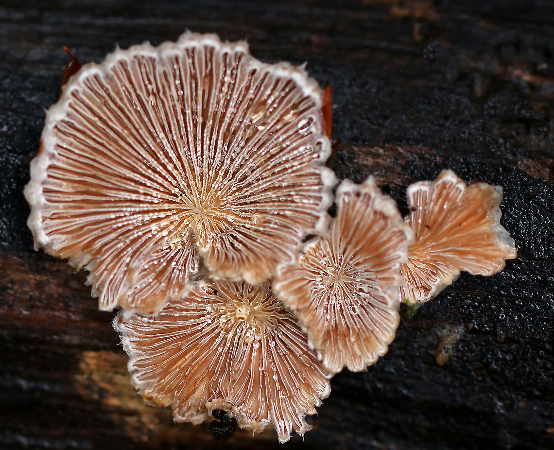 Split Gills - Schizophyllum commune <br />
Large fruiting bodies with a lovely pinkish tan hue. Most were 3-4 cm wide with a hairy, white upper surface and gill-like folds on the under surface. Although it is considered inedible in the United States and Europe, this species is widely consumed in other parts of the world. Also, it may have immunomodulatory, antifungal, and antiviral properties.<br />
<br />
Habitat: Growing on rotting wood in a mixed forest.<br />
<figure class="photo"><a href="https://www.jungledragon.com/image/69279/split_gills_-_schizophyllum_commune.html" title="Split Gills - Schizophyllum commune"><img src="https://s3.amazonaws.com/media.jungledragon.com/images/3232/69279_thumb.jpg?AWSAccessKeyId=05GMT0V3GWVNE7GGM1R2&Expires=1759968010&Signature=qDwoaDdF671SbKXRN1FPb4ITUrU%3D" width="200" height="150" alt="Split Gills - Schizophyllum commune Large fruiting bodies with a lovely pinkish tan hue. Most were 3-4 cm wide with a hairy, white upper surface and gill-like folds on the under surface. Although it is considered inedible in the United States and Europe, this species is widely consumed in other parts of the world. Also, it may have immunomodulatory, antifungal, and antiviral properties.<br />
<br />
Habitat: Growing on rotting wood in a mixed forest.<br />
https://www.jungledragon.com/image/69281/split_gills_-_schizophyllum_commune.html<br />
https://www.jungledragon.com/image/69280/split_gills_-_schizophyllum_commune.html Fall,Geotagged,Schizophyllum,Schizophyllum commune,United States,split gills" /></a></figure><br />
<figure class="photo"><a href="https://www.jungledragon.com/image/69280/split_gills_-_schizophyllum_commune.html" title="Split Gills - Schizophyllum commune"><img src="https://s3.amazonaws.com/media.jungledragon.com/images/3232/69280_thumb.jpg?AWSAccessKeyId=05GMT0V3GWVNE7GGM1R2&Expires=1759968010&Signature=FAo72X3Hl0yGPPGWNmFoQT6wt%2Bg%3D" width="200" height="162" alt="Split Gills - Schizophyllum commune Large fruiting bodies with a lovely pinkish tan hue. Most were 3-4 cm wide with a hairy, white upper surface and gill-like folds on the under surface. Although it is considered inedible in the United States and Europe, this species is widely consumed in other parts of the world. Also, it may have immunomodulatory, antifungal, and antiviral properties.<br />
<br />
Habitat: Growing on rotting wood in a mixed forest.<br />
https://www.jungledragon.com/image/69279/split_gills_-_schizophyllum_commune.html<br />
https://www.jungledragon.com/image/69281/split_gills_-_schizophyllum_commune.html Fall,Geotagged,Schizophyllum commune,United States" /></a></figure> Fall,Geotagged,Schizophyllum commune,United States
