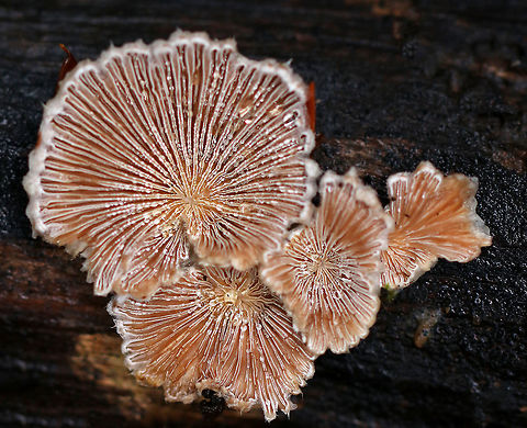 Split Gills - Schizophyllum commune 
Large fruiting bodies with a lovely pinkish tan hue. Most were 3-4 cm wide with a hairy, white upper surface and gill-like folds on the under surface. Although it is considered inedible in the United States and Europe, this species is widely consumed in other parts of the world. Also, it may have immunomodulatory, antifungal, and antiviral properties.

Habitat: Growing on rotting wood in a mixed forest.
https://www.jungledragon.com/image/69279/split_gills_-_schizophyllum_commune.html
https://www.jungledragon.com/image/69280/split_gills_-_schizophyllum_commune.html Fall,Geotagged,Schizophyllum commune,United States