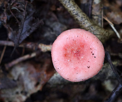 Mushroom - Russula sp. Sticky, pink cap with some darker, pink spots in the center. White gills and stipe.

Habitat: Growing on the ground in a mixed forest, but in an area with mostly oak.
https://www.jungledragon.com/image/69344/mushroom_-_russula_sp.html Geotagged,Summer,United States,mushroom,pink,russula