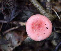 Mushroom - Russula sp. Sticky, pink cap with some darker, pink spots in the center. White gills and stipe.<br />
<br />
Habitat: Growing on the ground in a mixed forest, but in an area with mostly oak.<br />
https://www.jungledragon.com/image/69344/mushroom_-_russula_sp.html Geotagged,Summer,United States,mushroom,pink,russula
